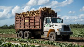 Potato Factory: From Harvest to Packaging – The Ultimate Process Revealed! by Tech Machine 1,041 views 1 month ago 5 minutes, 50 seconds