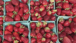 Strawberry Fest in Long Grove begins Friday