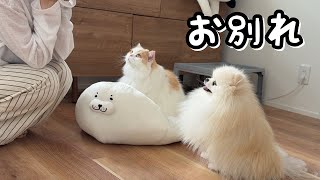 【悲報】怖すぎる事件があり愛猫が大切にしてたものとお別れしました