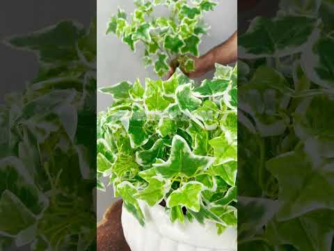عرضه بوته مصنوعی پاپیتال ابلق پخش از فروشگاه ملی