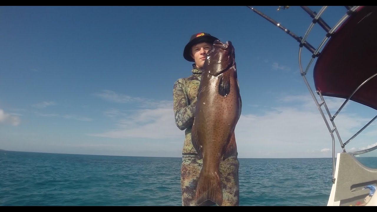 Spearfishing Coral Trout YouTube