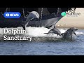 Fears grow for rare dolphin pod living in an Australian estuary I ABC News