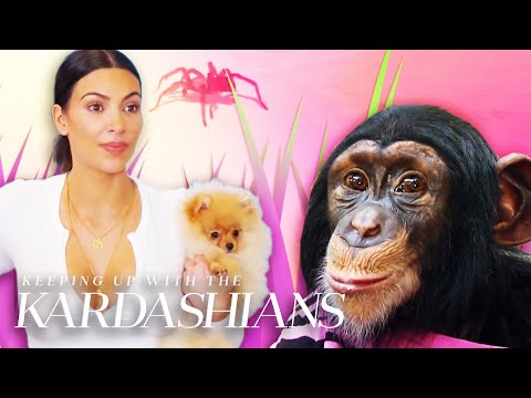 Video: Pet Scoop: Edini policijski uradnik majhnega mesta je pes, ali je Kim Kardashian nor mačka?