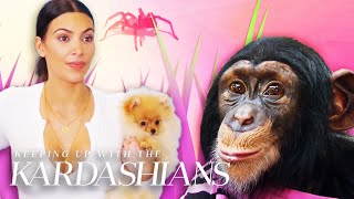 6 Times Animals Stole The Show On Kuwtk E