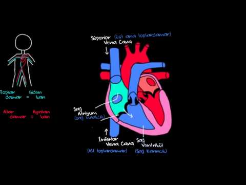 Kalp ve Kan Dolaşımı (Sağlık ve Tıp) (Dolaşım Sistemi Fizyolojisi)