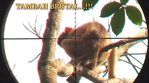 Emosi..‼️Berburu monyet perusak tanaman petani