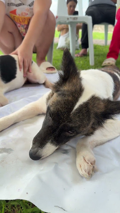 Free spay in Malabuyoc. Ginatilan, when do you want to get free? HAHAHA