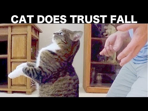 CAT DOES TRUST FALL