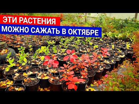 Эти растения можно сажать в октябре