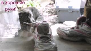 Котята от кошки-крысоловки! (Ялта, Крым) Котята от кошки-крысоловки! (Ялта, Крым)