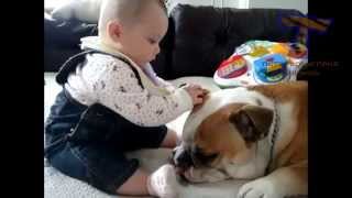 Смешные Детки Напрягают собочек Funny babies annoying dogs   Cute dog & baby compilation