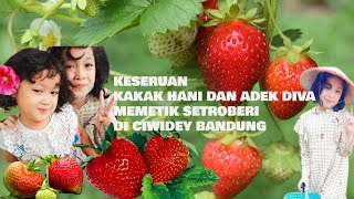 Download lagu aktivitas Kakak Hani dan Adek Diva petik buah stroberi diciwidey bandung #ciwidey STRAWBERRY HARVEST