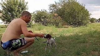 Первые достижения Зары (подача перепёлки) Первые достижения Зары (подача перепёлки)