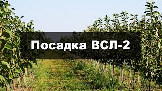 видео Что такое подвой и как его вырастить?