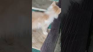 #cat #cats#catlover