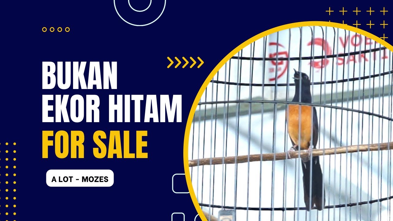 Продается: молодой мурай, конюшня, участник соревнований.