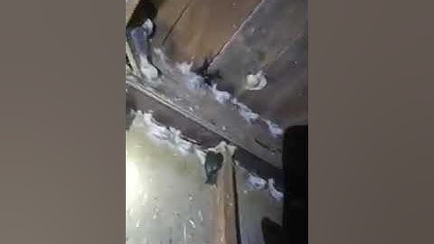 swiftlet farming in the Philippines