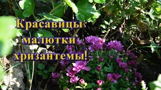 Хризантемы миниатюрные в саду!   Как размножать хризантемы?(, 2016-10-25T18:01:19.000Z)