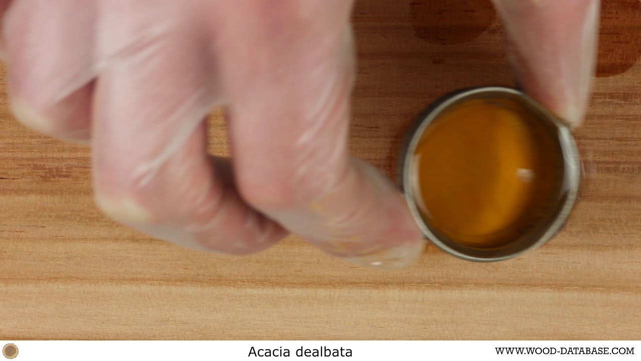 Silver wattle (Acacia dealbata)