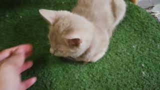 Hello cute kittens by Smoky & Animals 830 views 4 months ago 39 seconds