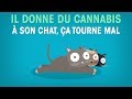 Il donne du cannabis  son chat a tourne mal