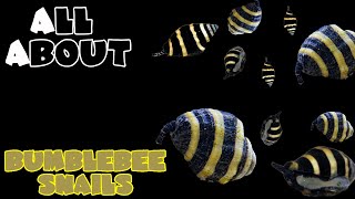 All About The Bumblebee Snails