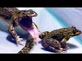 Amazing asian bullfrog tries to eat big frog and tree lizard warning live feeding