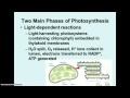 Photosynthesis and Cellular Respiration Quiz