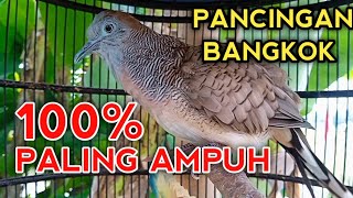 Suara Perkutut Bangkok Gacor Paling Ampuh Untuk Pancingan Agar Perkutut Bangkok Malas Ikut Bunyi