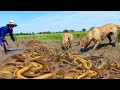 Best Videos Catching Snails Eels Crabs In Dry Water With A Fisherman Hand Skill.