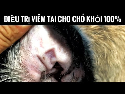 Video: Cách xóa thẻ da trên chó: 11 bước