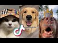 The CUTEST TikTok Pets to MAKE YOUR DAY....