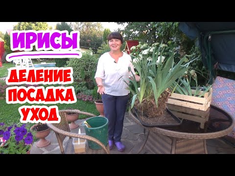 Видео: Пересадка ирисов - Как разделить бородатые ирисы для пересадки