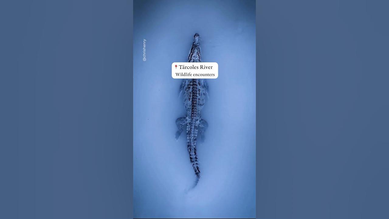 YouTube Shorts Grab your board, catch some waves, and soak up the pura