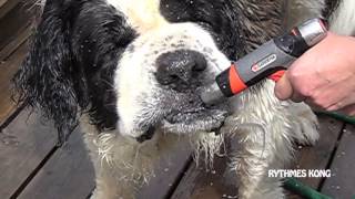 Ours le Saint-Bernard prend une douche en slow motion