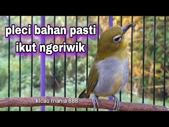 Terapi Pleci Buxtoni Bahan Biar Ngeriwik class=