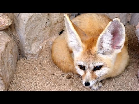 Video: Volpe Fennec del deserto. La volpe del deserto come animale domestico