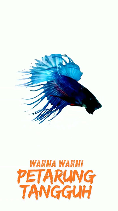 Ikan Cupang Biru Serit II Sang Petarung Handal
