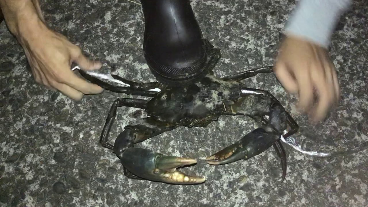 99以上 沖縄 ガザミ 沖縄 ガザミ 種類 99以上 沖縄 ガザミ 沖縄 ガザミ 種類