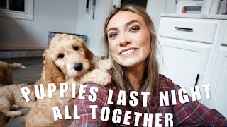 GOLDENDOODLE BREEDER VLOG | Preparing For Go Home Day Part 2