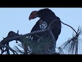 California Condor (Gymnogyps californianus) 463 at Dusk