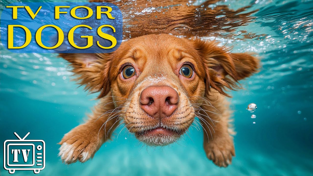 [LIVE]Dog TV: Anti-Anxiety Music for Dogs & Fun Videos for Dogs | Perfect Relaxing TV for Dogs A