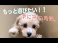 【トイプードル】どうしても箱から出て遊びたい子犬が可愛すぎる