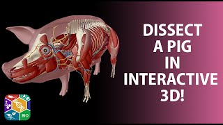 Visible Biology | 3D Dissectible Pig Model