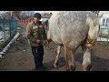 МОЦЬНИЙ ЖЕРЕБЕЦЬ 💪🐎 КОНІ В УКРАЇНІ💣💥💥