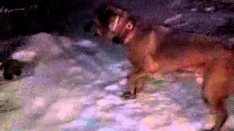My dumb dog