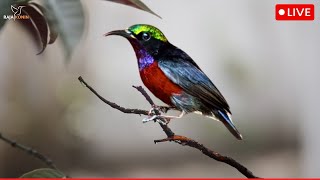 Download Lagu Magical Hummingbird Chirps  | Stress Relief \u0026 Meditation | Breathtaking Forest Ambience MP3
