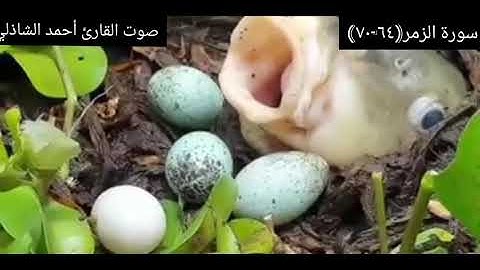 ❤بَلِ اللَّهَ فَاعْبُدْ وَكُن مِّنَ الشَّاكِرِينَ❤#سُبْحَانَهُ وَتَعَالَىٰ#القارئ أحمد الشاذلي#قرآن