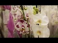 Orchids |  Leroy Merlin | Сюрприз покупка!!! Орхидеи в Леруа Мерлен на 03.03.2018