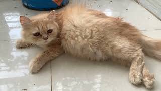 Cherry is Relaxing | Pregnant Persian Relaxing by Persian Cat 23 views 9 months ago 50 seconds